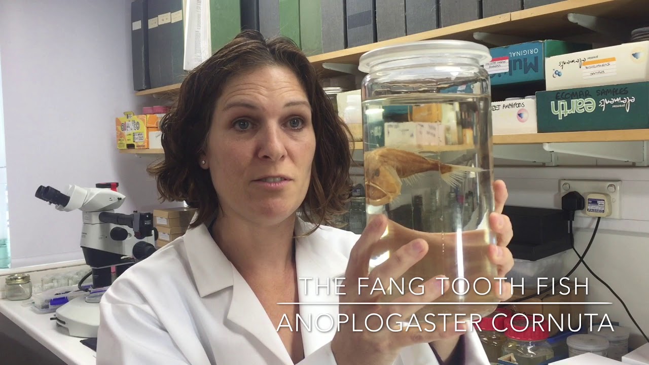 The Fang-tooth fish