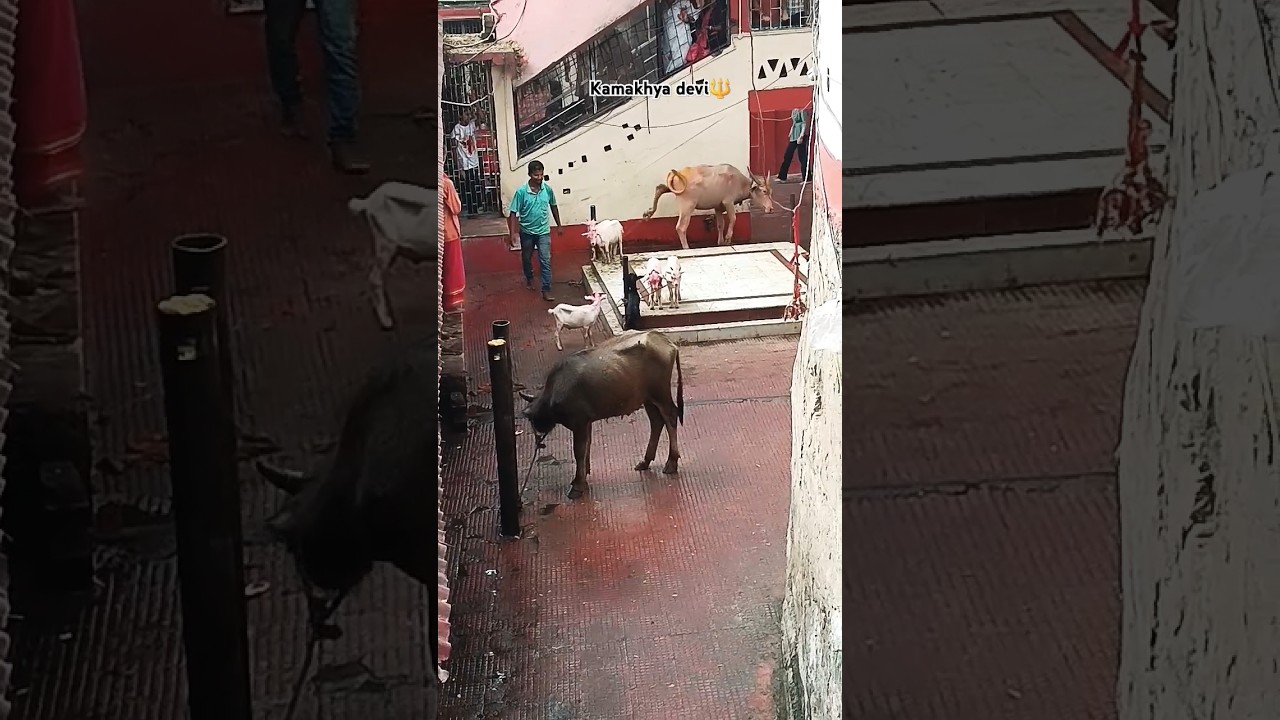 kamakhya buffelo and goat bali Ghar 🔱#viral  #trending #shorts #assam