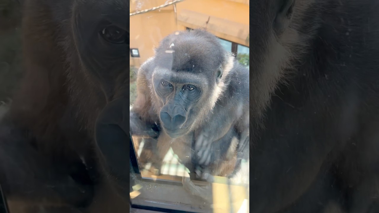 See Gorilla Kintaro from the Rooftop #gorilla #Kintaro #kyotocityzoo