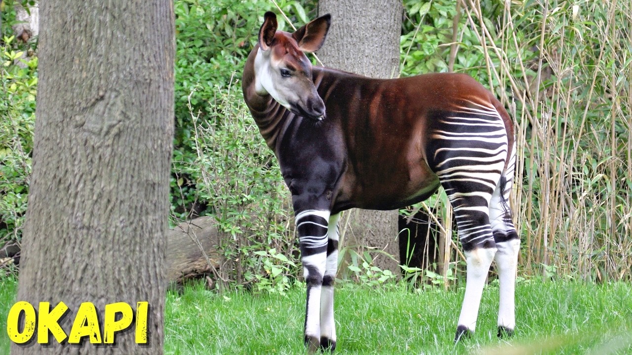 Okapi: Sekrety tego rzadkiego i tajemniczego zwierzęcia!