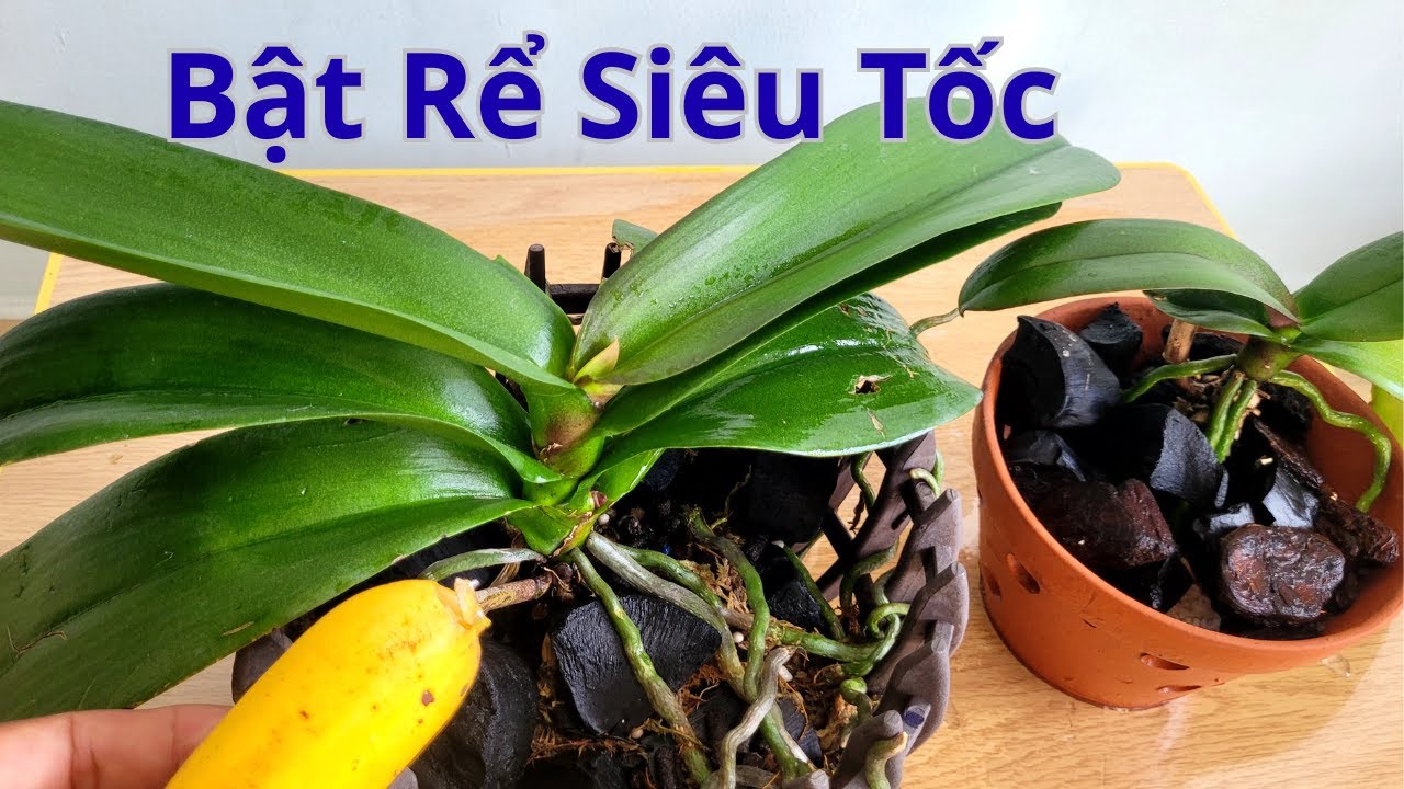 With just 1 banana, your orchid will grow roots to fill the pot