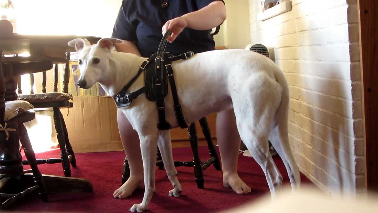 Service Dog Uses Counterbalance To Help Handler Stand