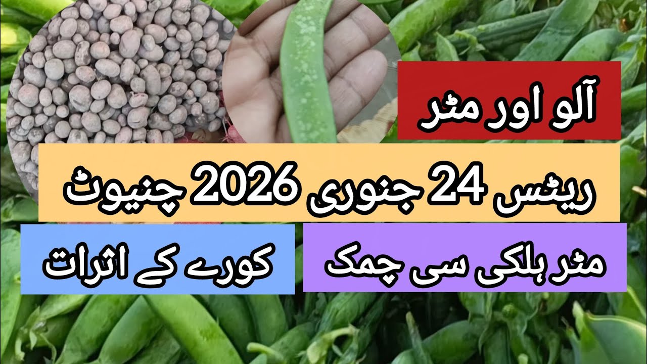 Matar aur Aloo ki boli | Market rates 24.01.26