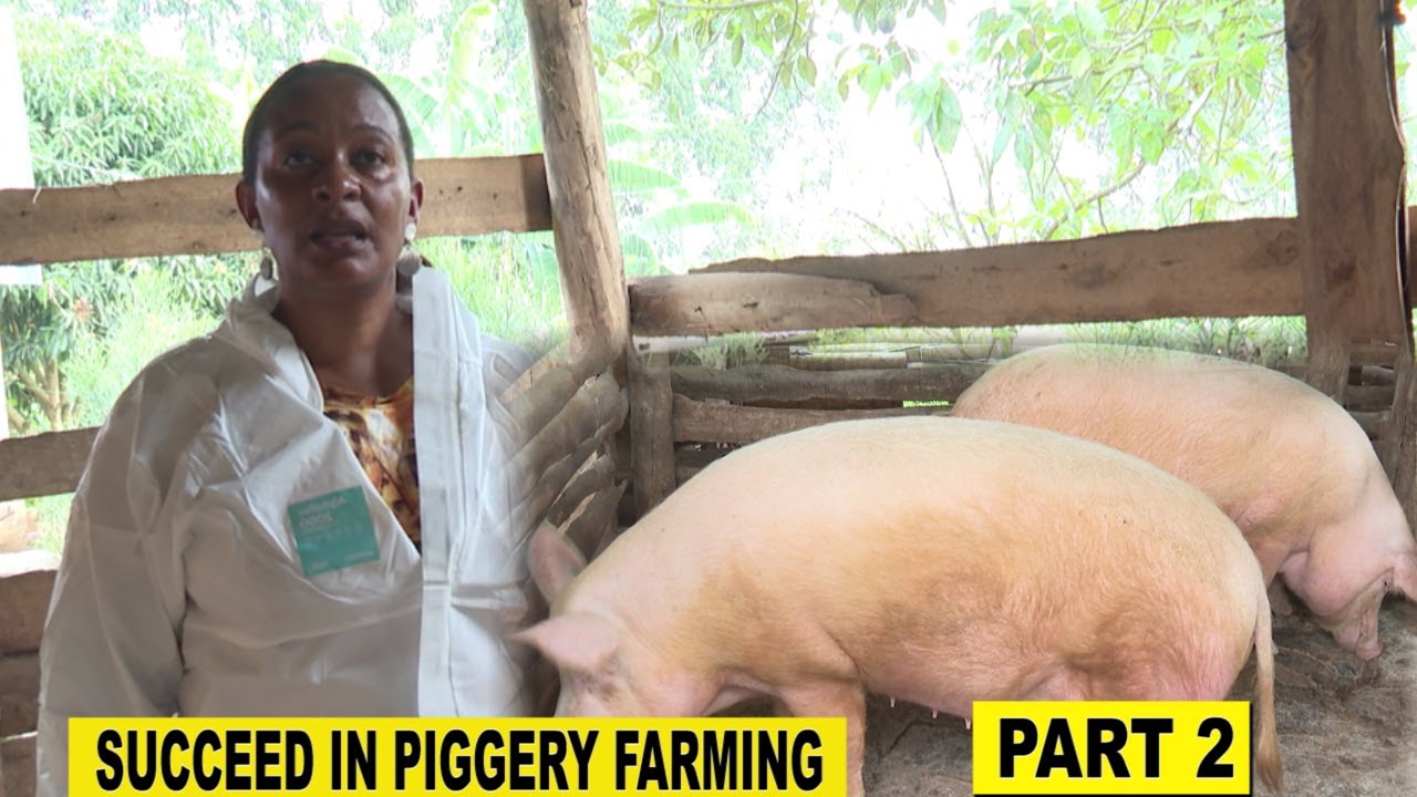 When Starting a Piggery  Farm, Consider This.DISEASES! living agric updates With Ms. Esther Nakajubi