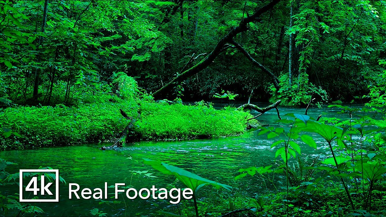 10 Hours of Gentle Water Sounds for Sleep | Real Nature Audio (No Music)