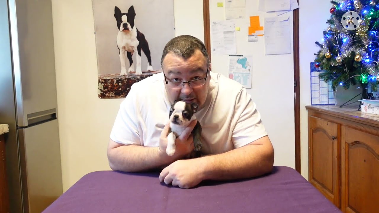 Nos chiots Boston Terrier disent bonjour à leurs futurs propriétaires - élevage de Boston Terrier