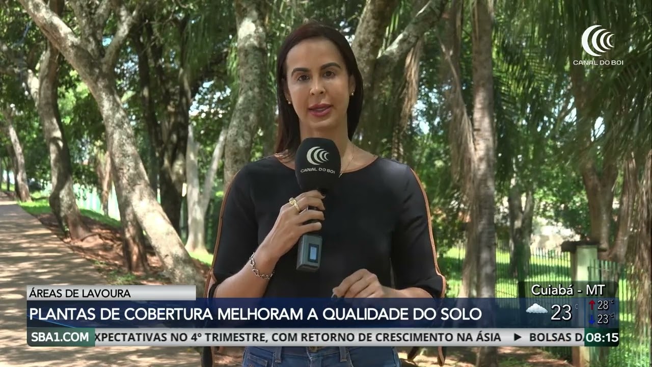 Utilização de plantas de cobertura melhoram a qualidade do solo