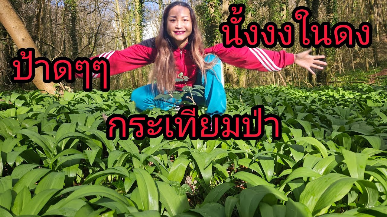 ป้าดๆกระเทียมป่า ป่าใหม่มาเป็นดงเก็บแบบมันๆเยอะจนไม่รู้จะเริ่มตรงใหนโพดโพอีหลี
