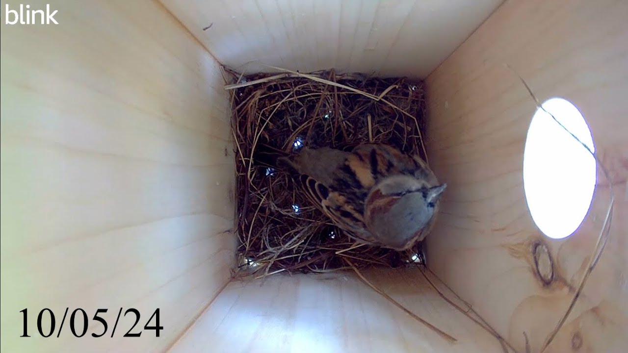 House Sparrow Bird Nest Build (45 Days in 15 Minutes)