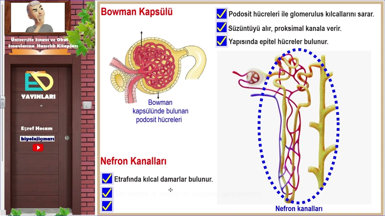 Böbreğin ve Nefronun Yapısı Biyoloji Çınarı | Eşref Hocam
