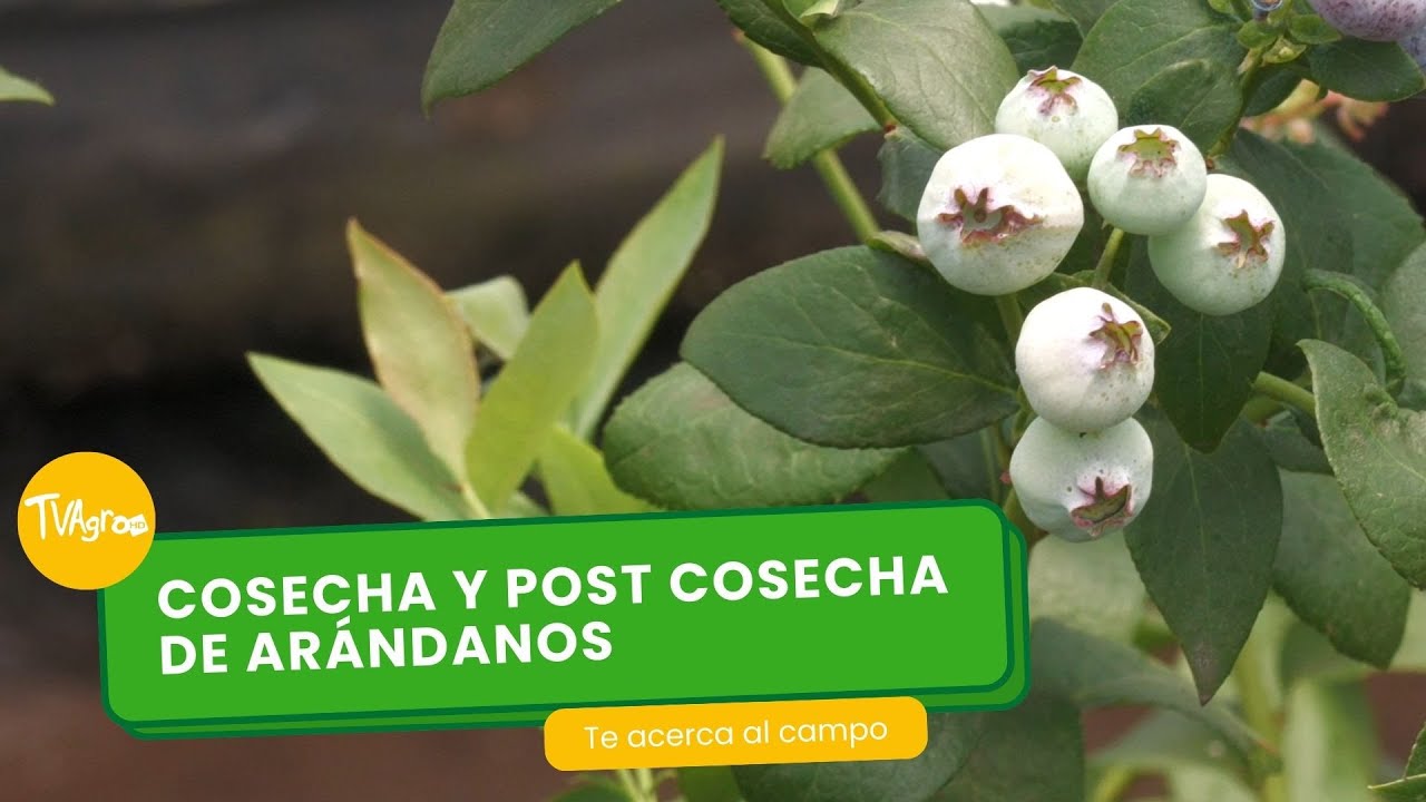 Cosecha y post cosecha de arándanos - TvAgro por Juan Gonzalo Angel Restrepo