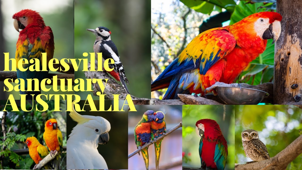Healesville Sanctuary - Melbourne's Native Australian Animal Zoo| Bird Show|2022