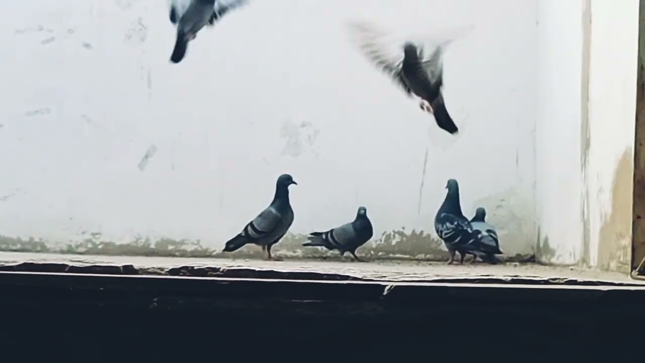 New Series. S1 E47. Birds 🐦 🐦‍⬛ activity on our roof top Thursday 26.02.2026.