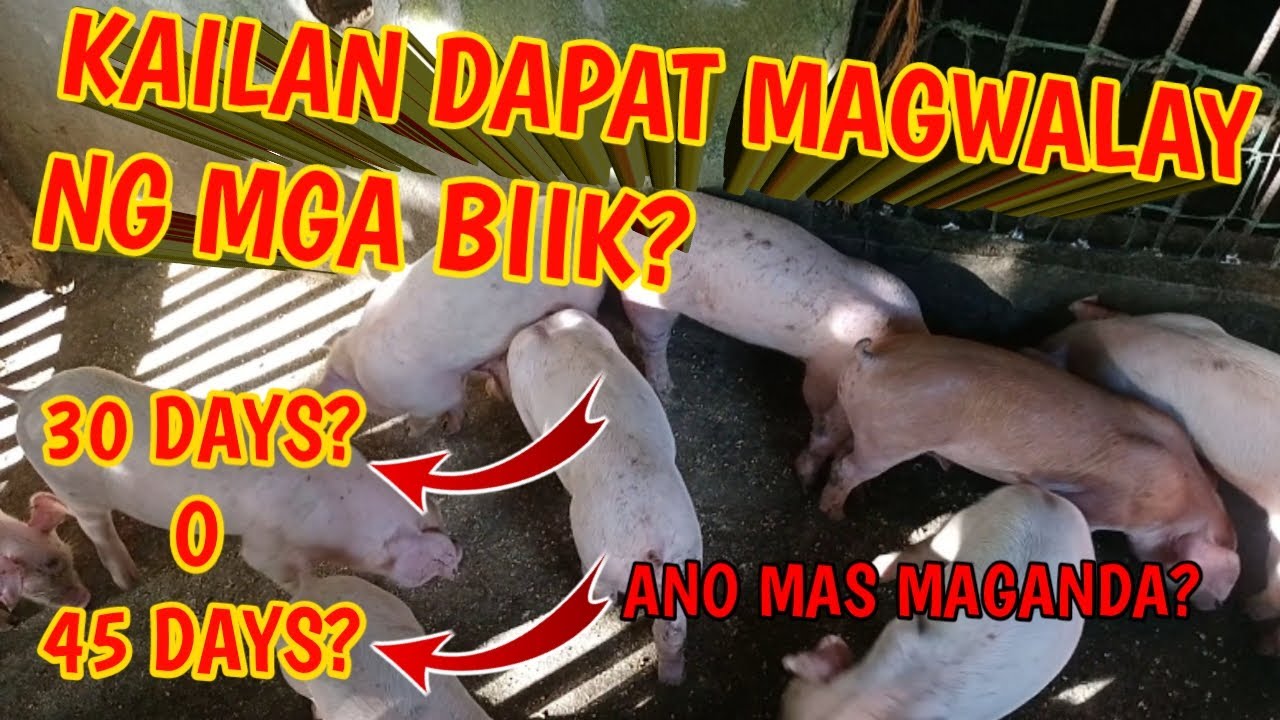TAMANG ARAW NG PAGWAWALAY NG MGA BIIK,30 DAYS O 45 DAYS?ATING LAMIN|MANGUNGUMA TV