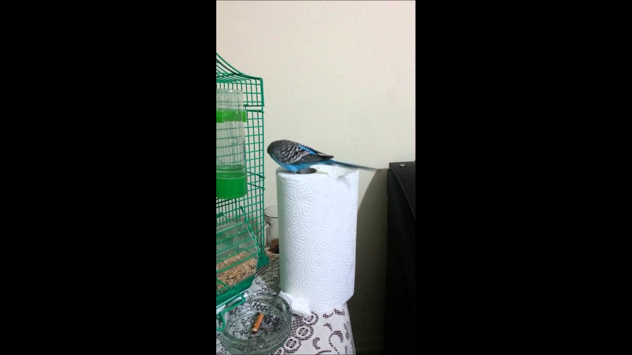 Muhapet kuşu selpak`la imtihanı