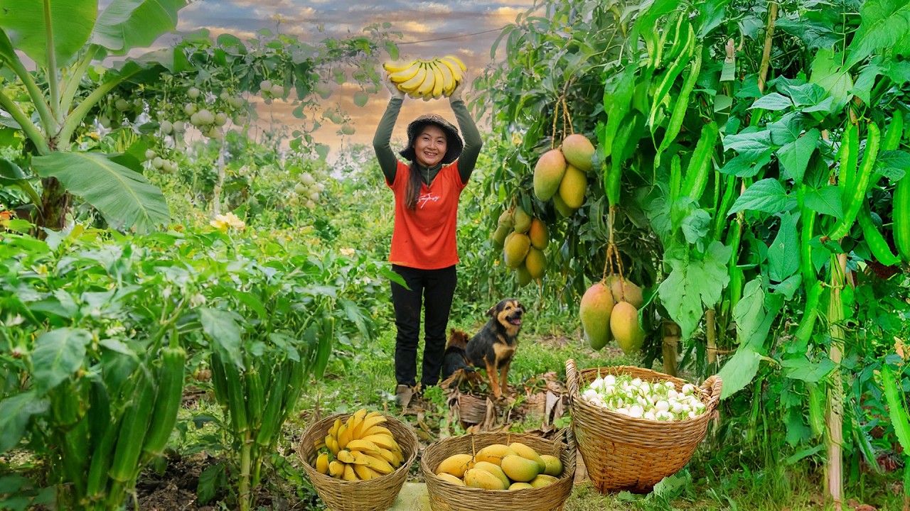 Harvest: Banana, Thai Eggplant, Mango, Winged Bean, Okra Sell At The Market - Cook With Them - Farm