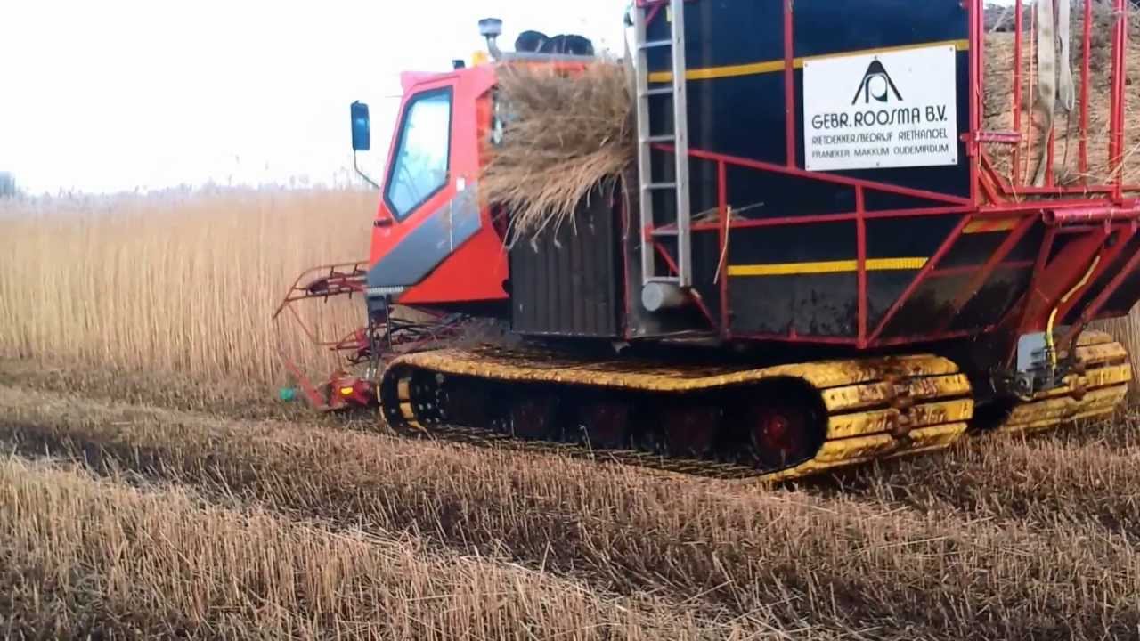 Reed Harvesting/ Roosma Rietdekkers holland