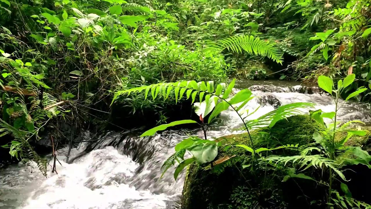 Stress-Free Forest Stream to help Study, Mental Clarity & Brain Power
