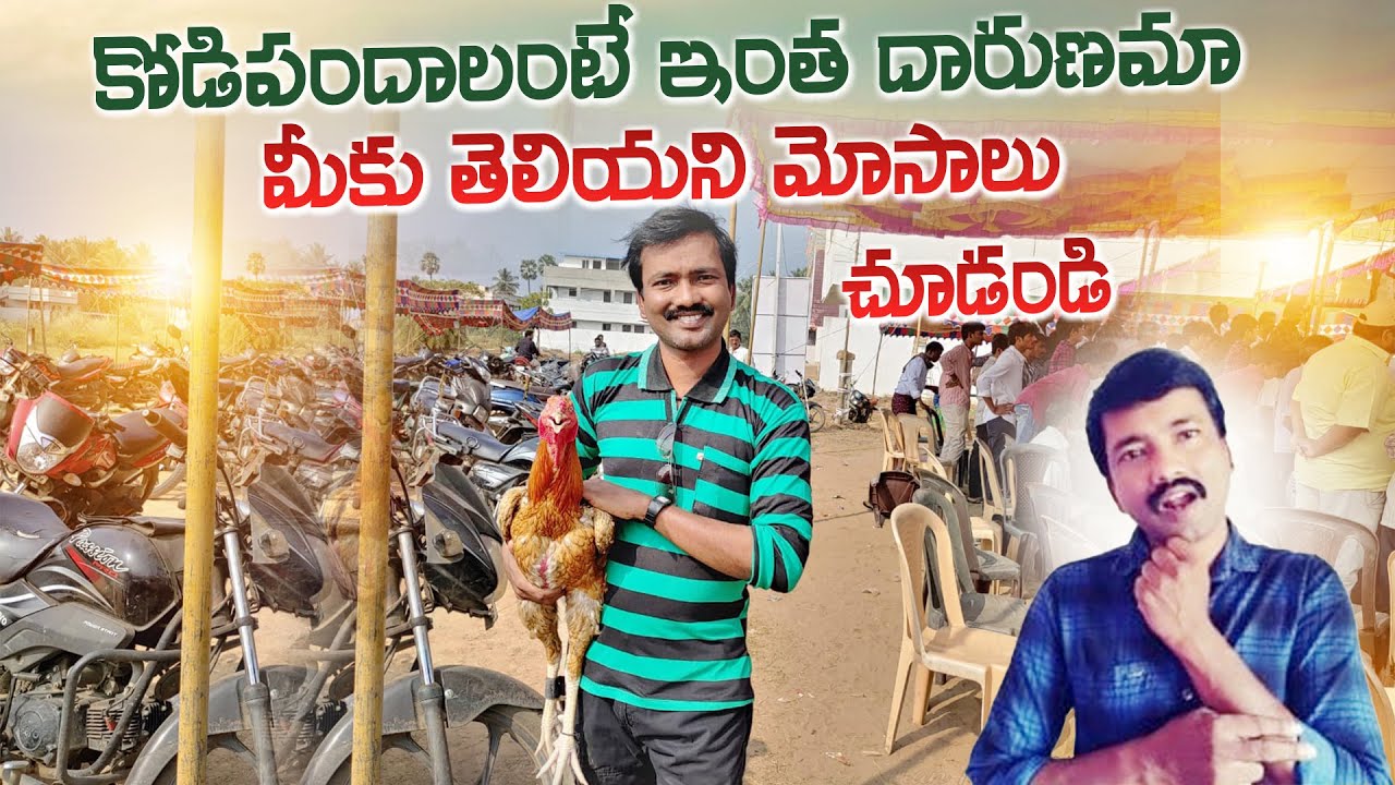 కోడిపందాలంటే మూగజీవుల రక్తంతో, అమాయకుల జీవితాలతో ఆడే జూదం 