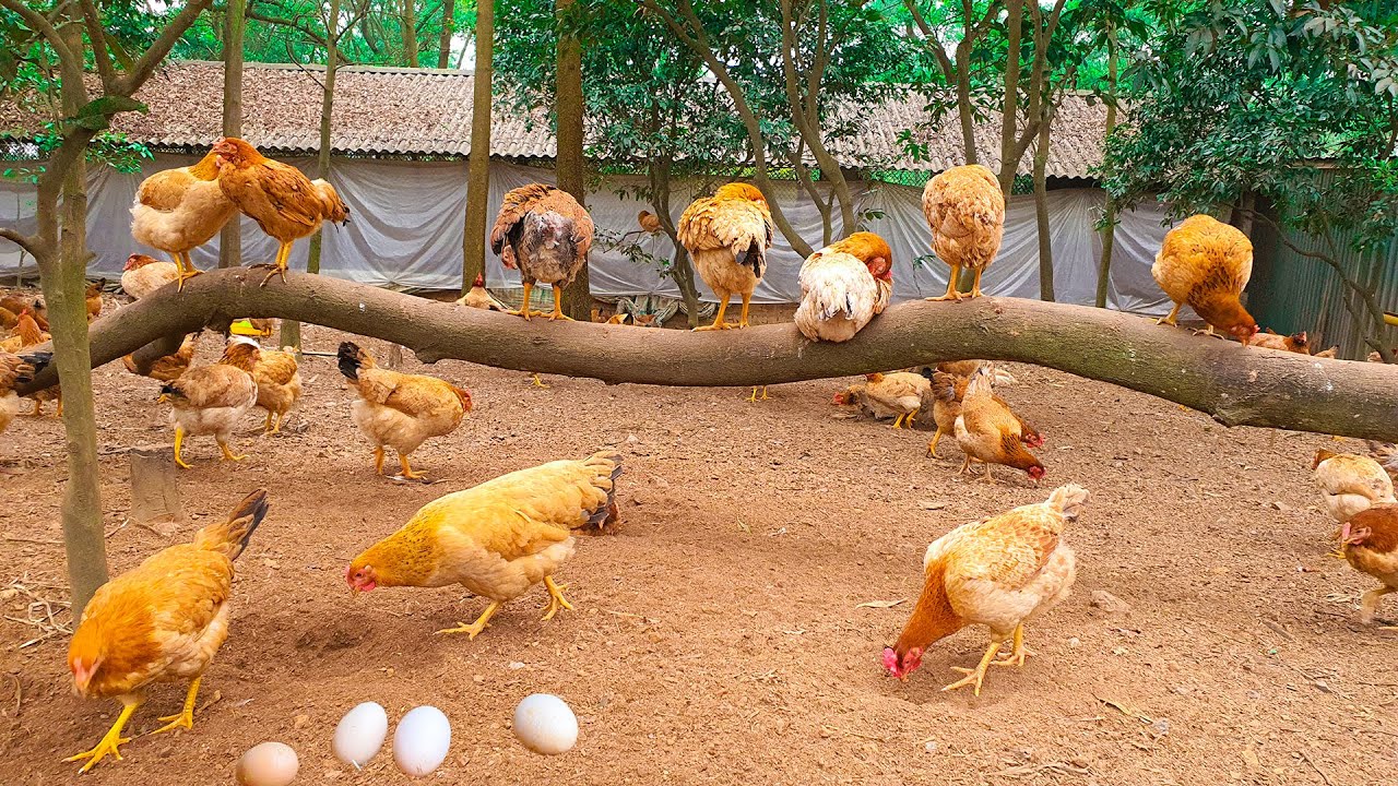 Organic Chicken Farm without antibiotics - Soson Farm