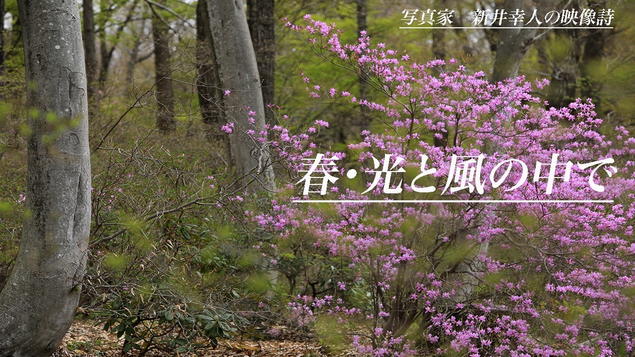 春・光と風の中で・出会う度に春の喜びを感じる花々