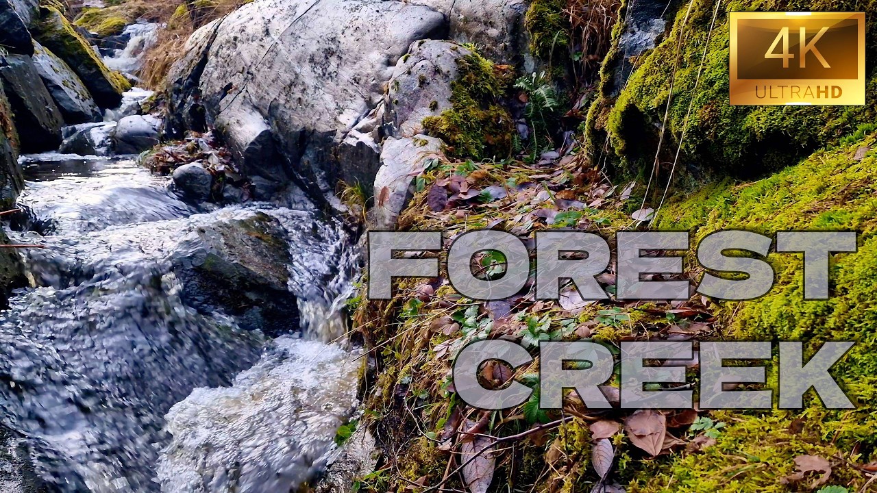 A Tranquil Forest Creek – Natural Water Sounds for Sleep & Relaxation