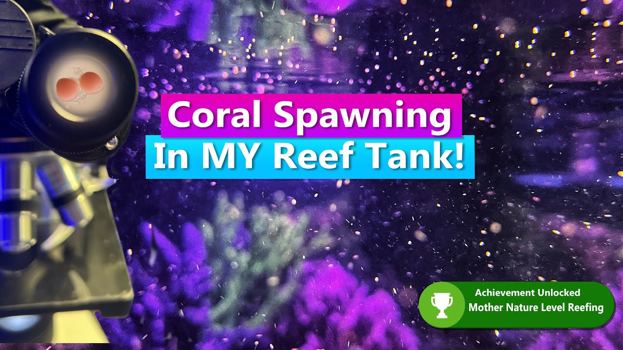 Coral Spawning in MY home Reef Tank !!