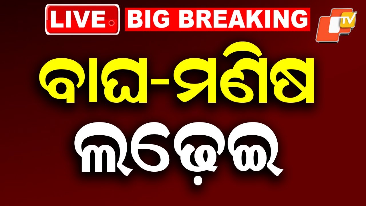LIVE | ମଣିଷ ସହ ଲଢ଼େଇରେ ବାଘର ମୃତ୍ୟୁ | Tiger Attack Man in Farm House | Breaking News | OTV