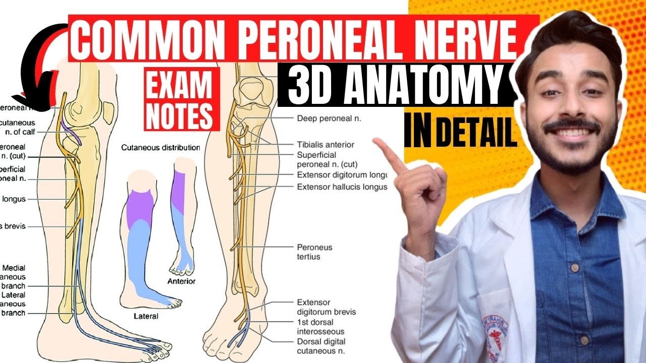 common peroneal nerve anatomy | common fibular never anatomy | tibial nerve anatomy