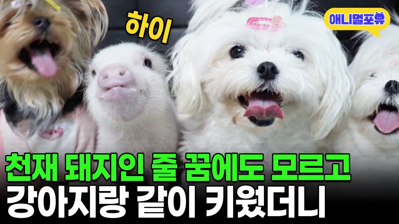 천재인 줄 모르고 키운 돼지, 뭔가 이상해 말 걸어봤더니｜KBS 류수영의 동물티비 210605 방송