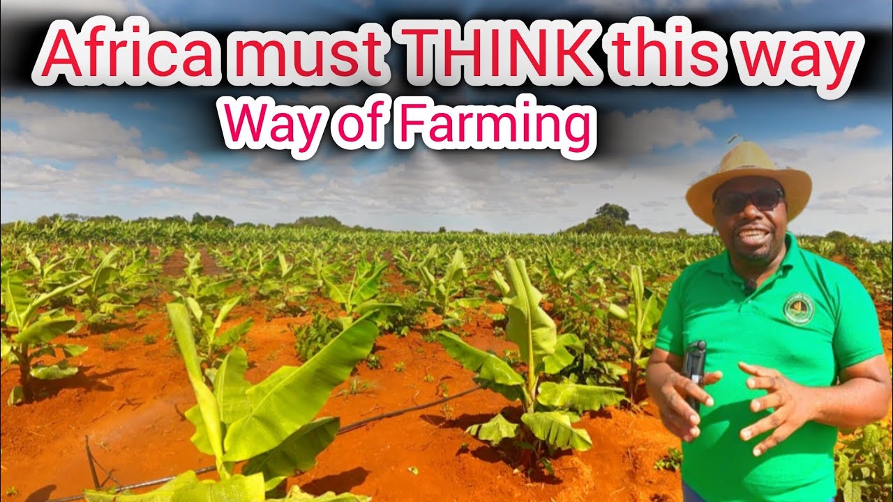 How to run A lucrative banana business in Lusaka Zambia | Making money in Farming