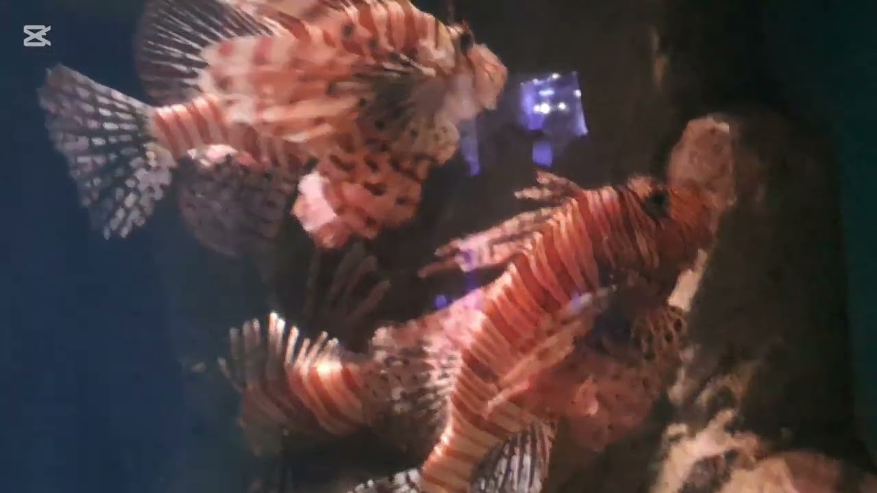 RAINFORESTS IN THE OCEAN!! OCEAN PARK 