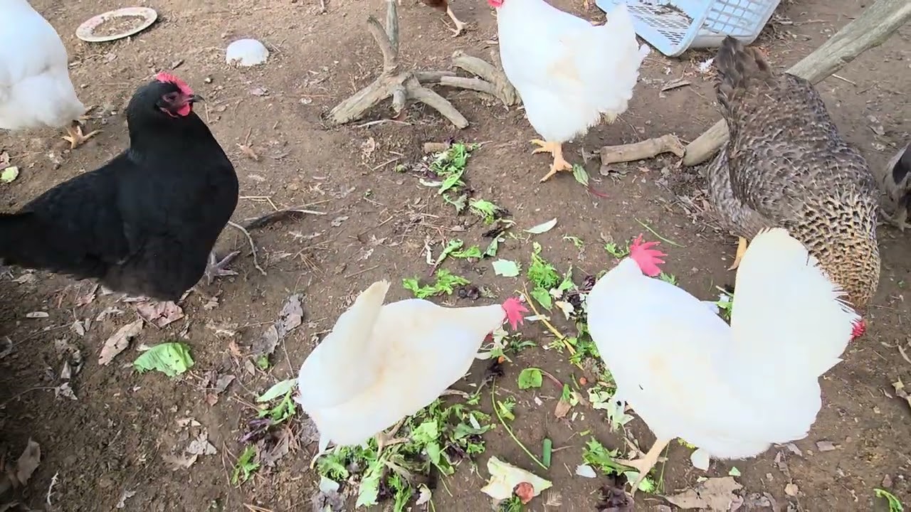 Excited chickens jumping for scraps! 