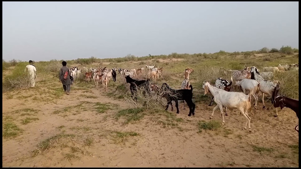 Beautiful Desert And Rohi Cholistan