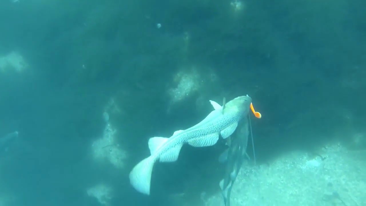 Norwegen Unterwasseraufnahmen und live Bisse