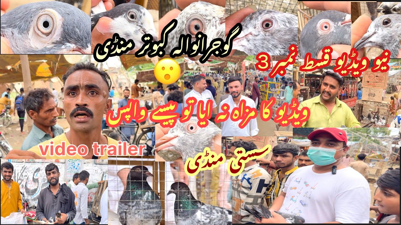Gujranwala wala kabootar mandi video ka maza na aya to paisy wapis 😮😮