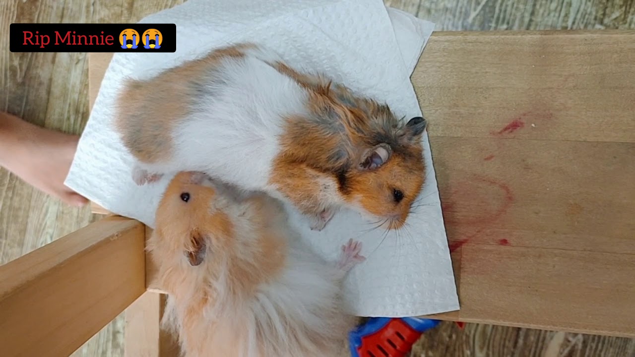 Try Not To Cry 😭😭 | My Hamster Died | Good Bye Minnie - RIP 2020/2021
