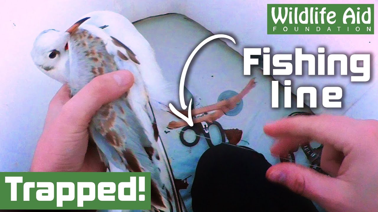 This GULL got completely tangled in fishing line! - Animal rescue
