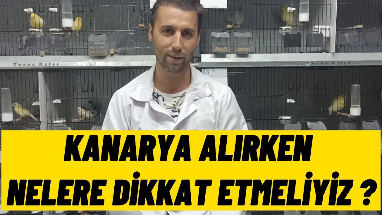 KANARYA ALIRKEN NELERE DİKKAT ETMELİYİZ ? İyi bir kanarya nasıl seçilir ?