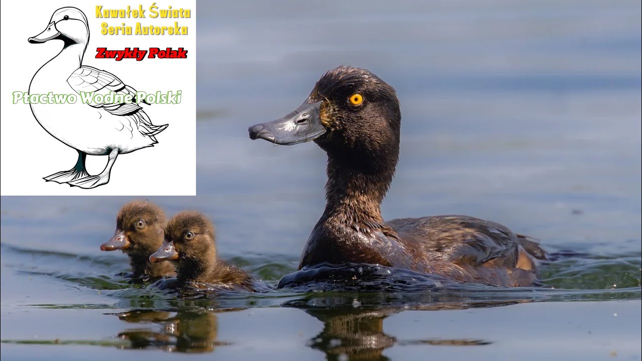 Polskie Ptactwo Wodne 🇵🇱🦆🦢🪿