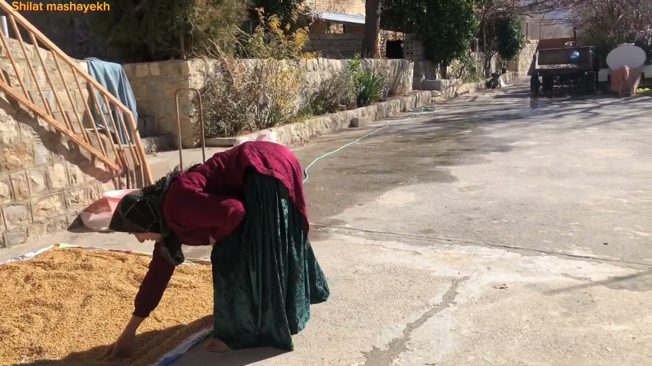 اCleaning wheat for flour for baking bread