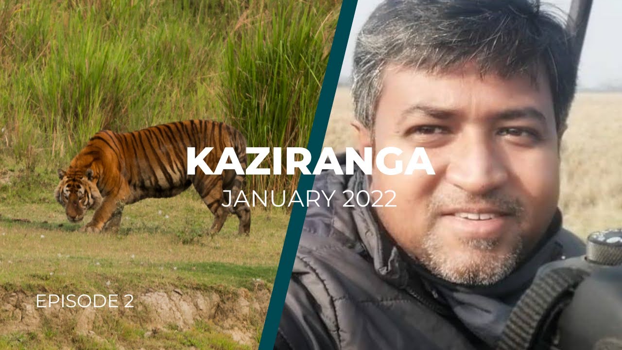 18 tigers in 14 safaris | Kaziranga National Park Jan 2022 | Kaziranga Jungle Safari Vlog 2 Hindi
