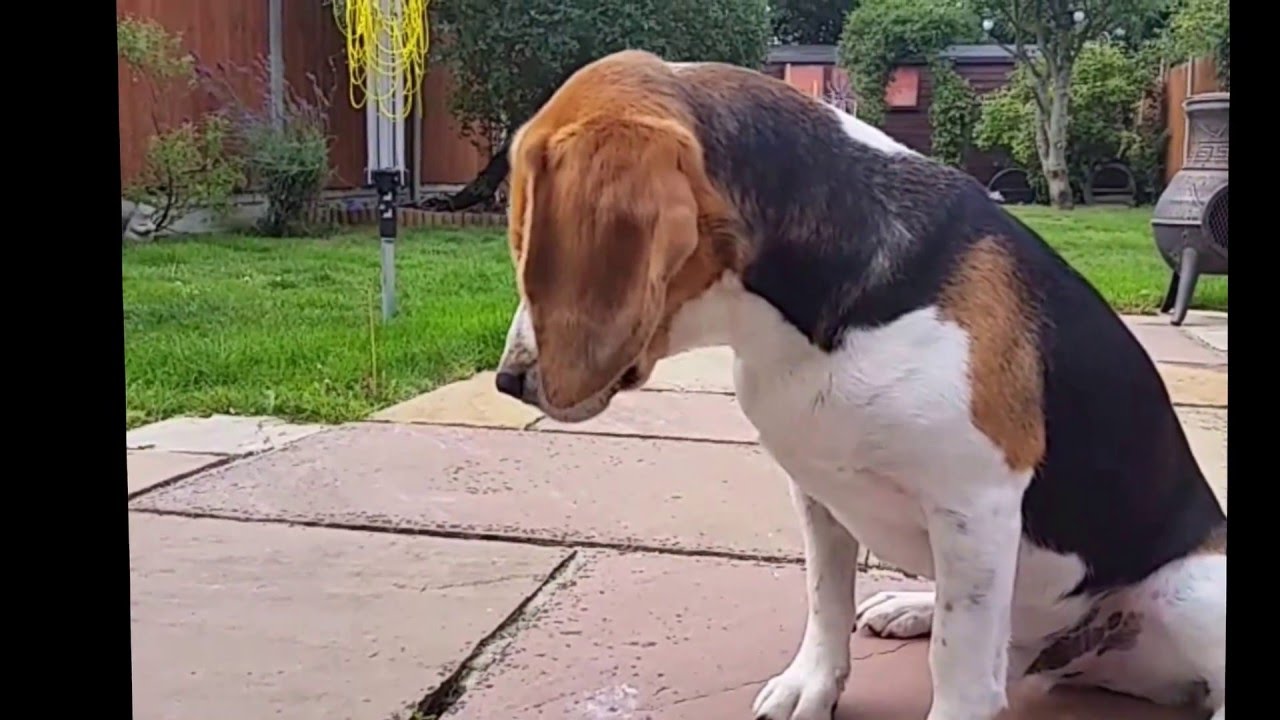 Beagles do the Funniest Things