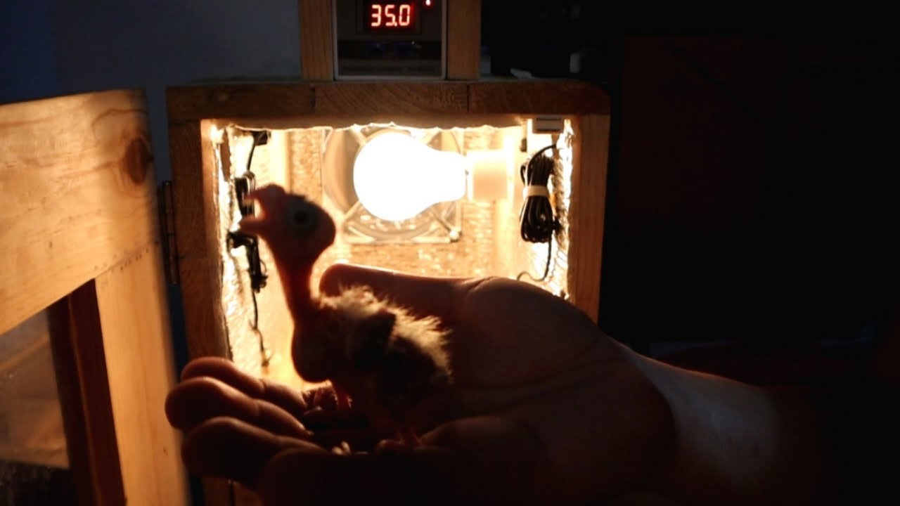 DIY semi automatic incubator for birds EGG|Hand feeding indian ring neck,Cockatiel,Albs