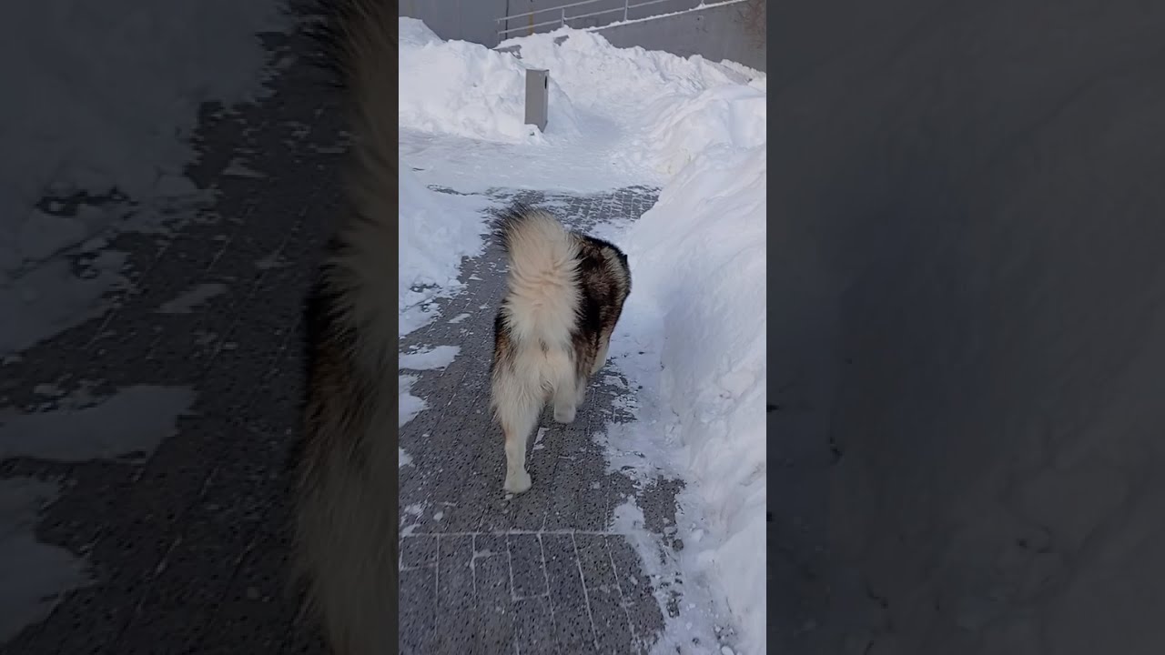 Своенравность и упрямство маламута это вот 🤦🏻‍♀️😁🐾🐻❤️❄️VID_20260131_084009 #маламут #malamute #dogs 