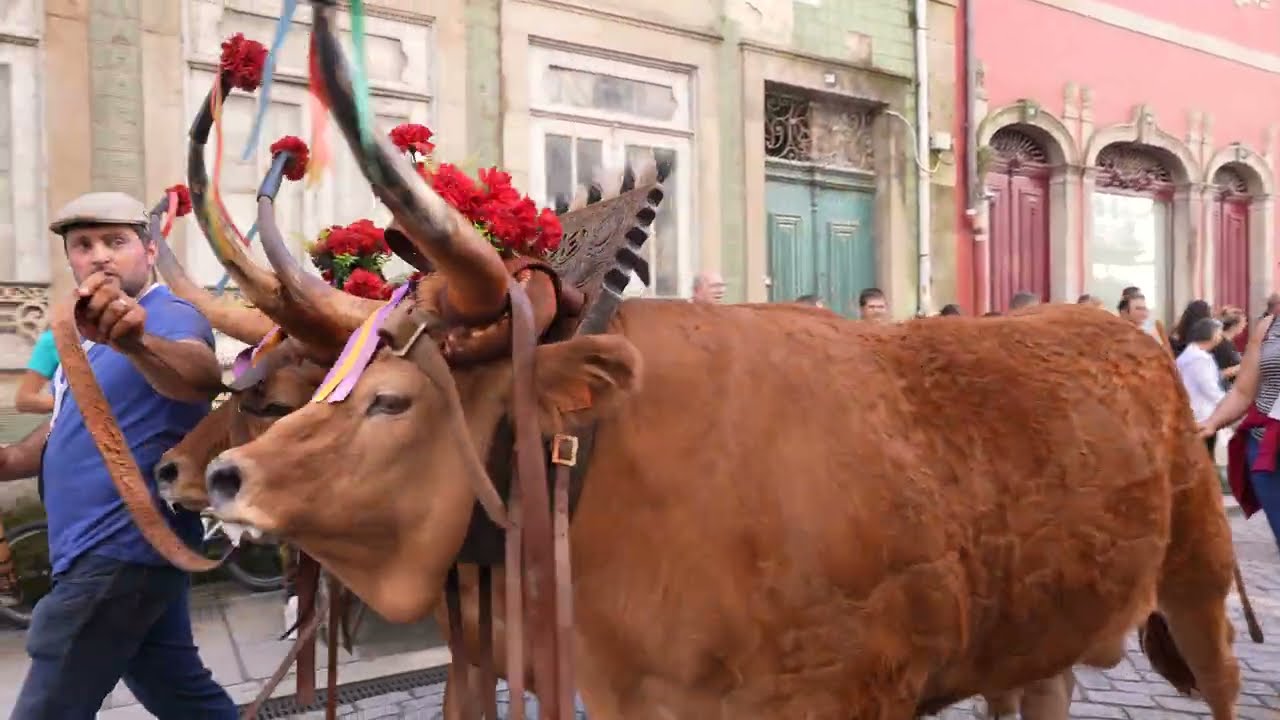 4º DIA/NOITE DAS FEIRAS NOVAS 2024. - DESFILE DE ANIMAIS, PREMIADOS  NO CONCURSO PECUÁRIO DAS F.N.