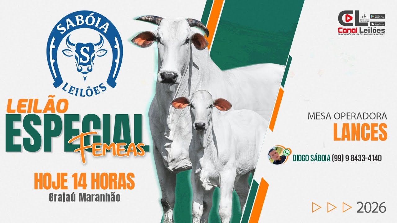 Canalleiloes.com | LEILÃO ESPECIAL DE  FÊMEAS SABÓIA LEILÕES | GRAJAÚ-MA