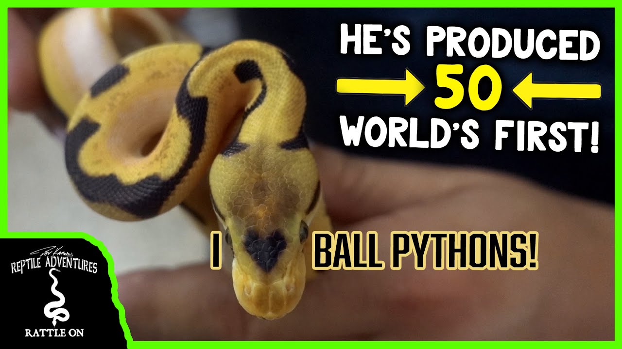 THE COOLEST REPTILE ROOM IN PUERTO RICO!