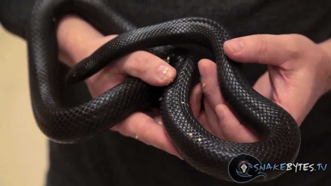 Snake Bytes TV — змеи, которые вам подходят! SnakeBytesTV