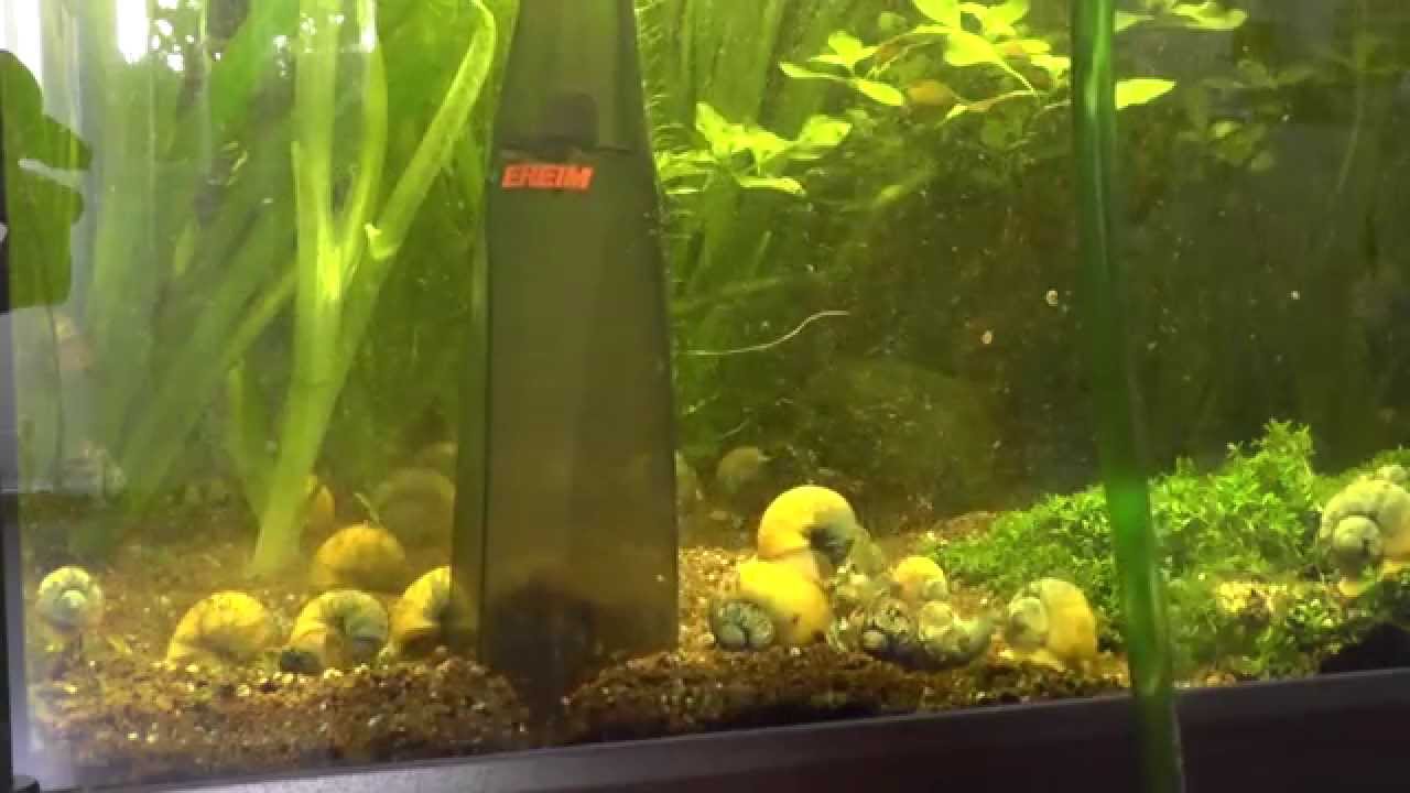 Eheim Vacuum Gravel Cleaner Set and Aquarium 
